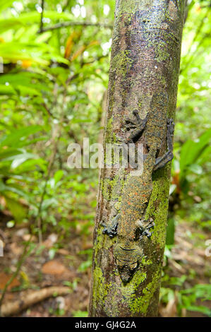 Foglia di muschio Tailed Geco Uroplatus sikorae Foto Stock