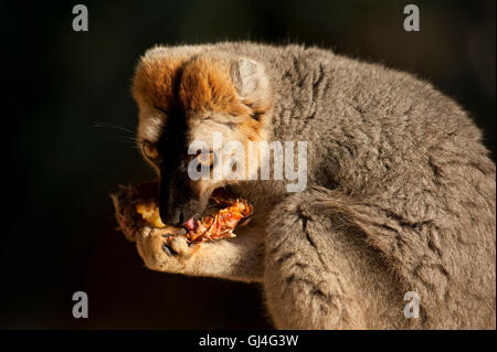 Rosso fiammante lemure marrone il Eulemur Rufus Madagascar Foto Stock