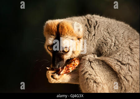 Rosso fiammante lemure marrone il Eulemur Rufus Madagascar Foto Stock