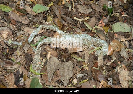 Pelle di serpente sul suolo della foresta del Madagascar Foto Stock