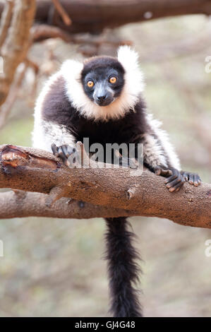 In bianco e nero lemure ruffed Varecia variegata del Madagascar Foto Stock