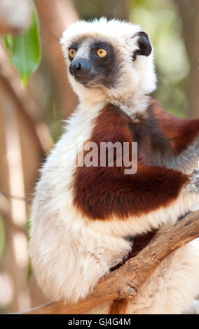 Coquerel il sifaka Propithecus coquereli Madagascar Foto Stock