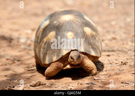 Tartaruga radiata Geochelone radiata Madagascar Foto Stock