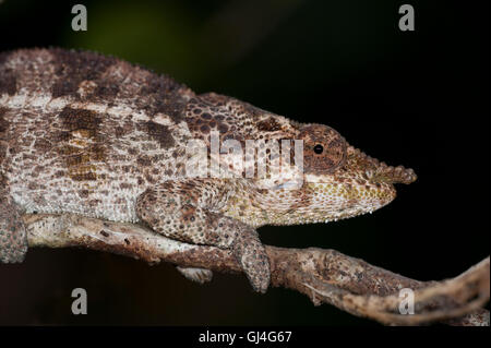 Breve cornuto camaleonte (Calumma brevicorne Madagascar Foto Stock