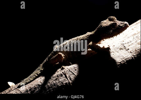 Foglia di muschio Tailed Geco Uroplatus sikorae Madagascar Foto Stock