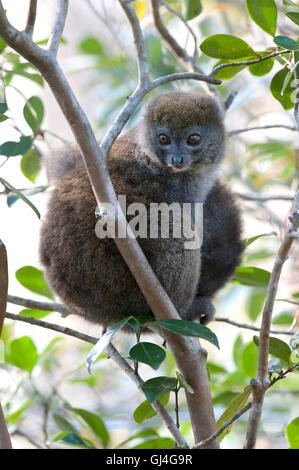 Minore orientale Bamboo Lemur Hapalemur griseus Madagascar Foto Stock