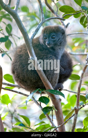 Minore orientale Bamboo Lemur Hapalemur griseus Madagascar Foto Stock