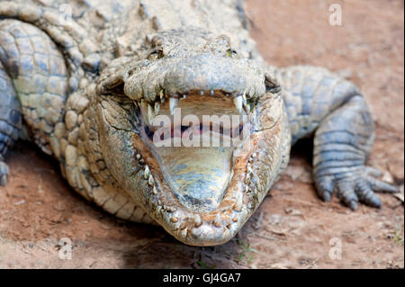 Coccodrillo del Nilo Crocodylus niloticus Madagascar Foto Stock