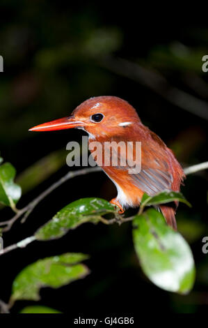 Madagascar pigmeo di Kingfisher Ispidina Madagascariensis Foto Stock