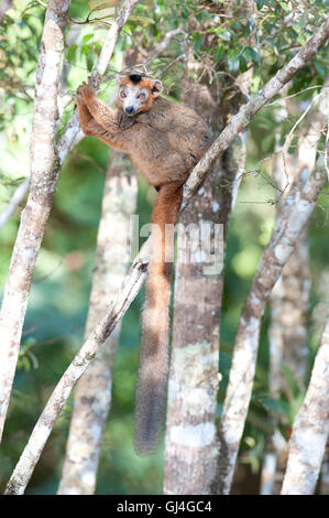 Lemure coronato il Eulemur coronatus Madagascar Foto Stock