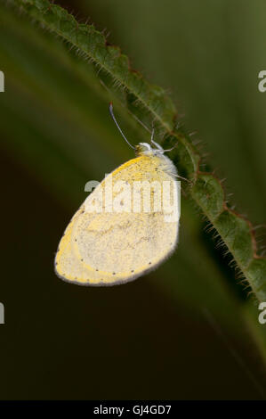 Butterfly Pieridae sp. Madagascar Foto Stock