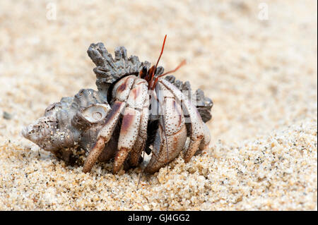 Terra granchio eremita variabilis sp Madagascar Foto Stock