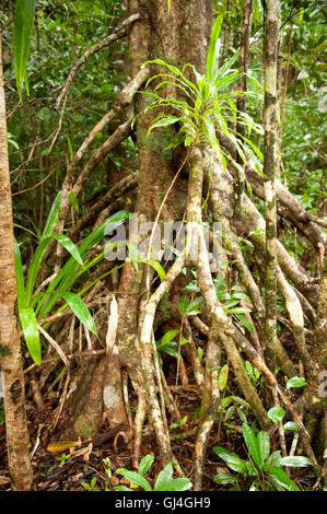 Struttura di antenna radici dal contrafforte Masoala Madagascar Foto Stock