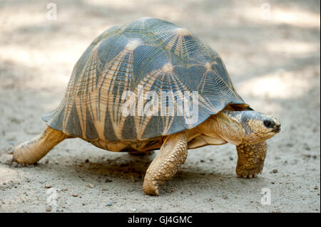 Tartaruga radiata Geochelone radiata Madagascar Foto Stock