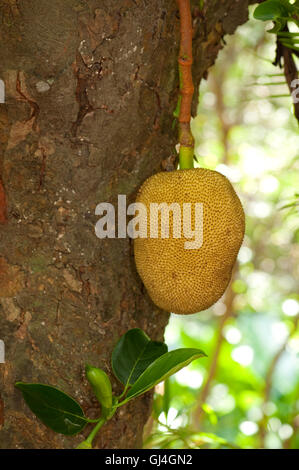 Jackfruit Artocarpus heterophyllus Madagascar Foto Stock