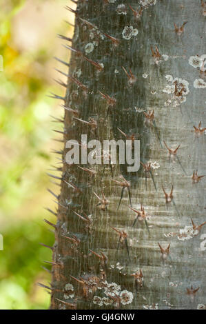 Spinosa tronco di albero Pachypodium sp Madagascar Foto Stock