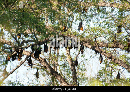 Madagascar frutto bat Pteropus rufus Berenty Parco Nazionale Foto Stock