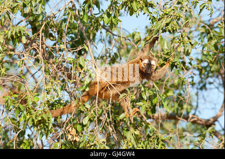 Rosso fiammante lemur il Eulemur rufifrons Madagascar Foto Stock