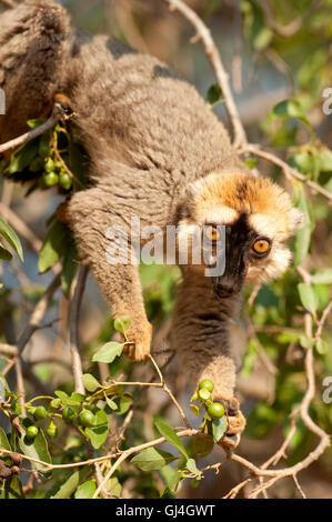 Rosso fiammante lemur il Eulemur rufifrons Madagascar Foto Stock