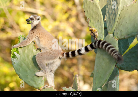 L'anello Tailed Lemur Lemur catta Madagascar Foto Stock