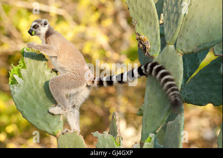 L'anello Tailed Lemur Lemur catta Madagascar Foto Stock