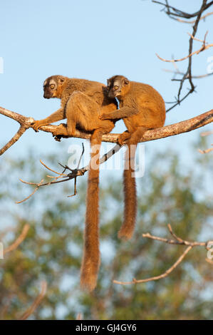 Rosso fiammante lemure marrone il Eulemur Rufus Madagascar Foto Stock