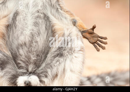L'anello Tailed Lemur Lemur catta Madagascar Foto Stock
