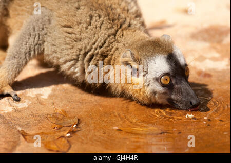 Rosso fiammante lemur il Eulemur rufifrons Madagascar Foto Stock