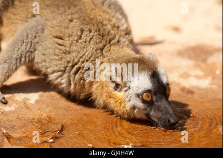 Rosso fiammante lemur il Eulemur rufifrons Madagascar Foto Stock