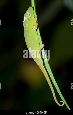 Perinet Camaleonte Calumma gastrotaenia Foto Stock