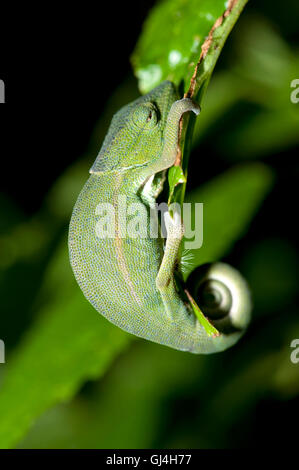 Perinet Camaleonte Calumma gastrotaenia Madagascar Foto Stock