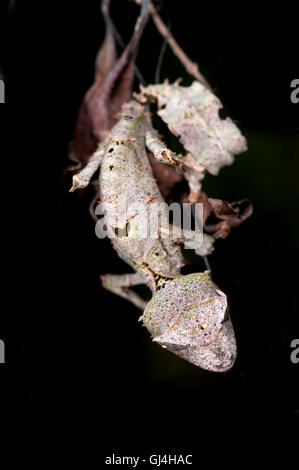 Foglia satanico Tailed Geco Uroplatus fantastico Foto Stock