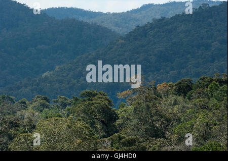 Ranomafana Parco nazionale del Madagascar Foto Stock