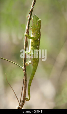 Panther Chameleon Furcifer pardalis Madagascar Foto Stock