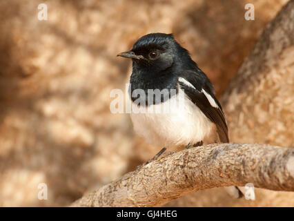 Madagascar Magpie Robin albospecularis Copsychus Foto Stock