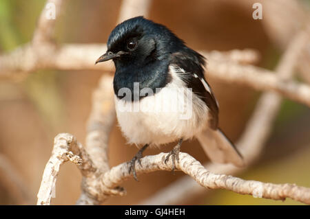 Madagascar Magpie Robin albospecularis Copsychus Foto Stock