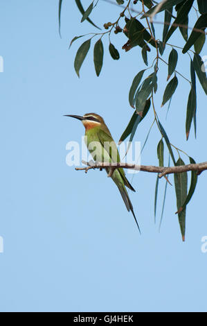 Madagascan Bee Eater Merops superciliosus Foto Stock