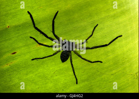 Huntsman Spider Sparassidae Madagascar Foto Stock