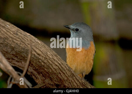 Forest Rock Tordo Monticola sharpei Madagascar Foto Stock