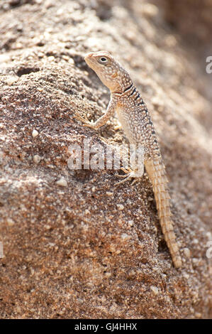 Madagascar spinoso Tailed Iguana Oplurus cuvieri, Foto Stock