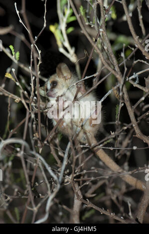 Grigio-marrone mouse lemur Microcebus griseorufus Foto Stock