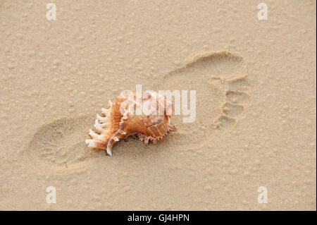 Conch Shell Beach Madagascar Foto Stock