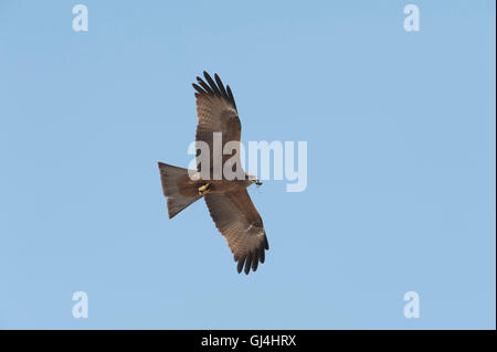 Giallo fatturati Kite Milvus aegyptius Madagascar Foto Stock