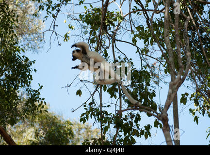 La Verreaux sifaka Propithecus verreauxi Madagascar Foto Stock