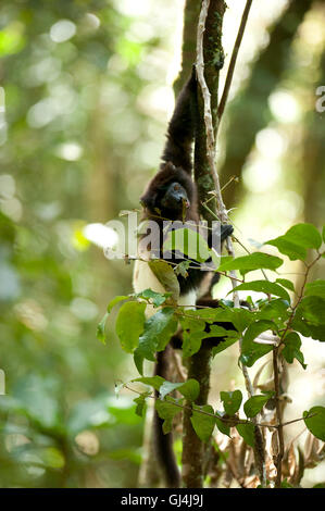 Milne Edwards Sifaka Propithecus edwardsi Madagascar Foto Stock