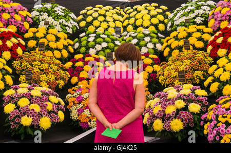 Un visitatore ammira un display di crisantemi al 2016 Shrewsbury Flower Show, Shropshire, Regno Unito Foto Stock