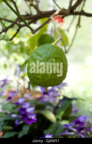 Citron frutta, Citrus medica Foto Stock