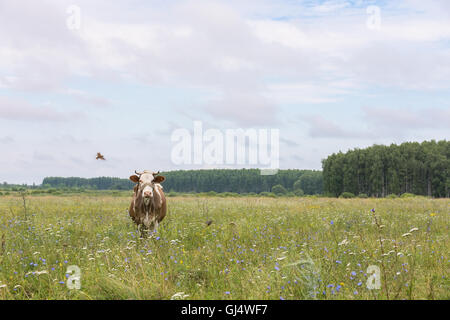 La foto mostra una mucca in un prato Foto Stock