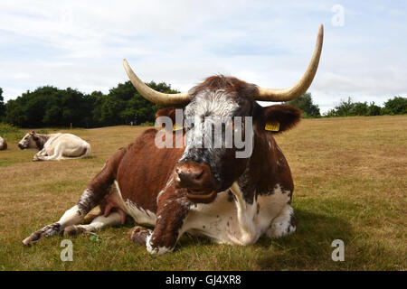 Inglese Longhorn il pascolo di bestiame sul bordo Kinver brughiera dello Staffordshire Inghilterra Foto Stock