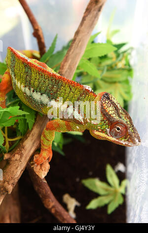 Panther Chameleon o Furcifer pardalis Foto Stock